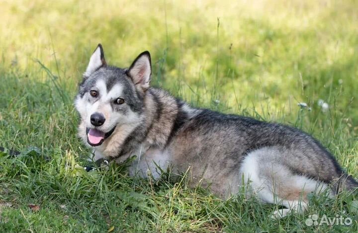 Метис маламута Сармат в поисках дома