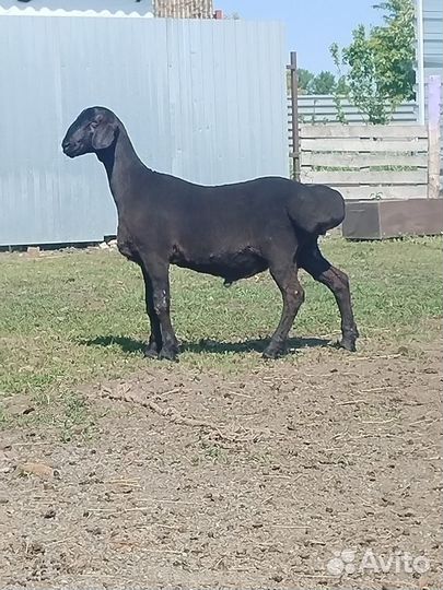 Боранчик на племя