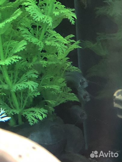 Аквариумные рыбки