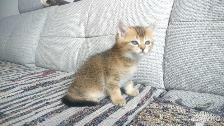 Котята шотландцы