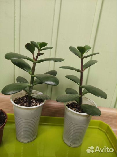 Фикус, толстянка, замиокулькас, хавортия