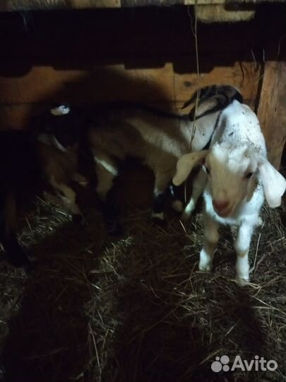 Козы дойные