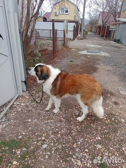 Вязка собак сербернар