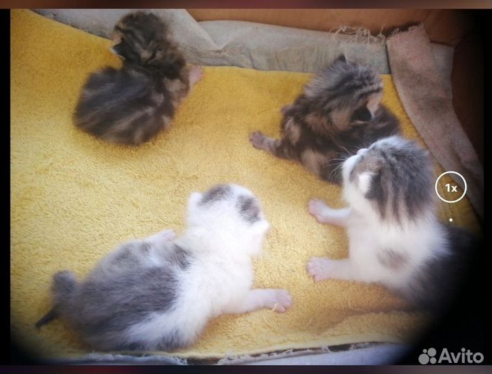 Продам котят английские веслоухие