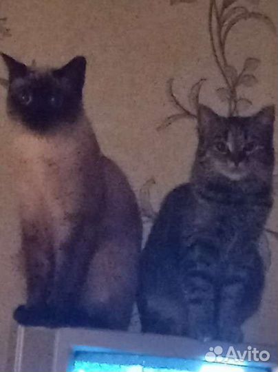 Котята в дар бесплатно