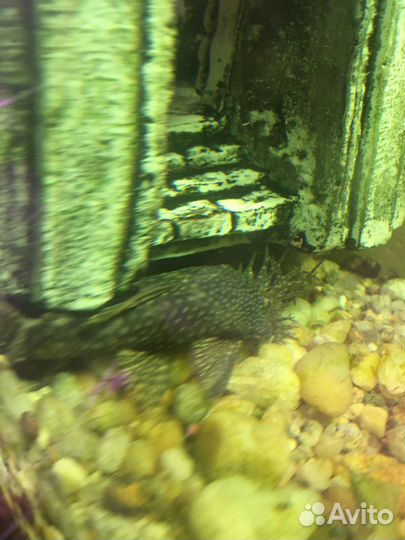 Сом анциструс