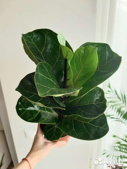 Фикус Лирата бамбино