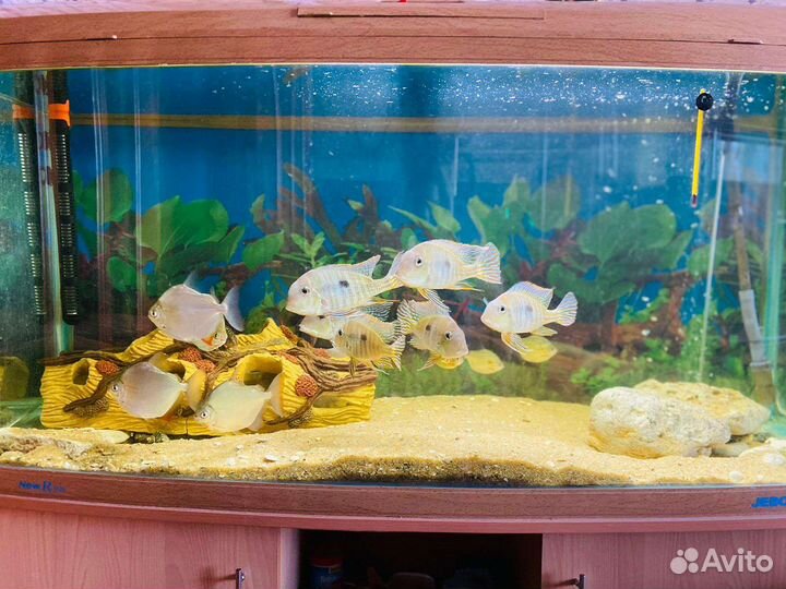 Аквариум