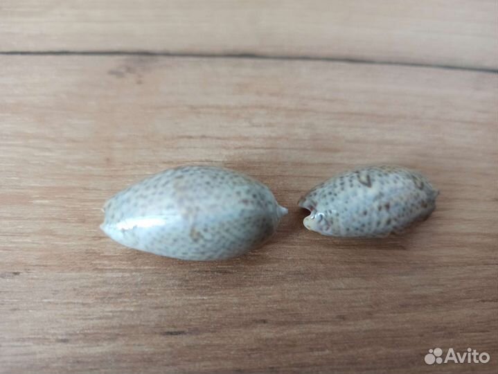 Морская раковина