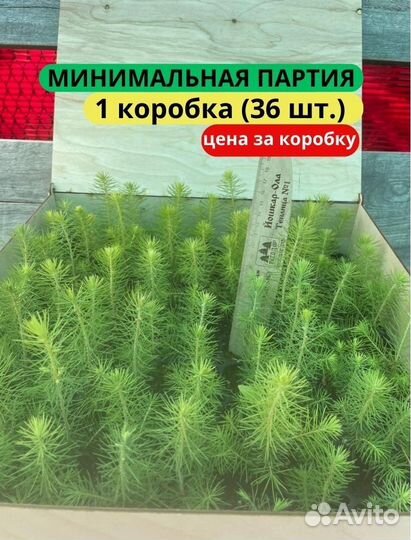 Саженцы сосны зкс от производителя