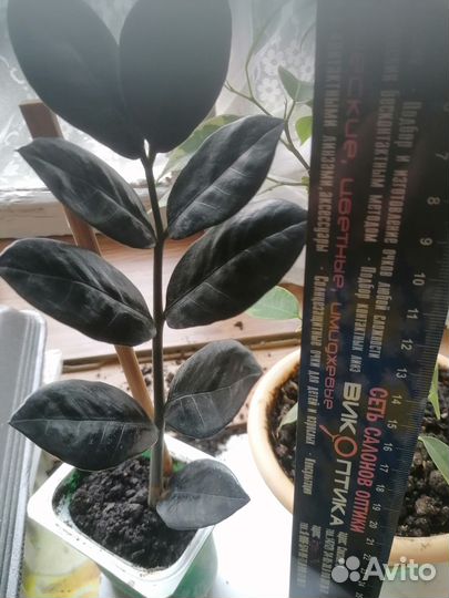 Продам замиокулькасы, цветы комнатные