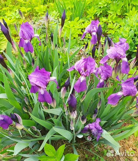 Неприхотливые многолетники (ирисы)