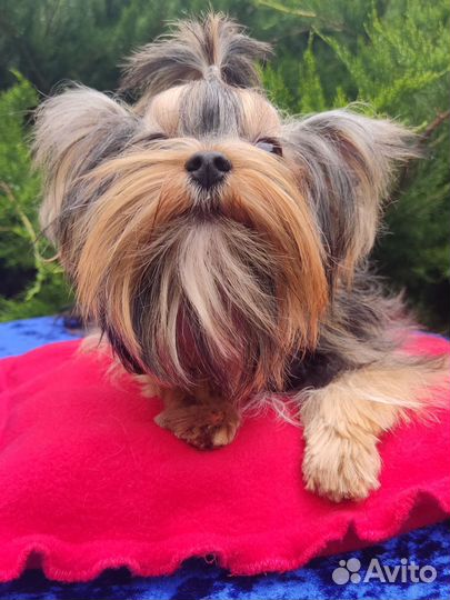 Мини йорочка