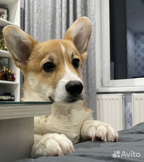 Щенок корги пемброк