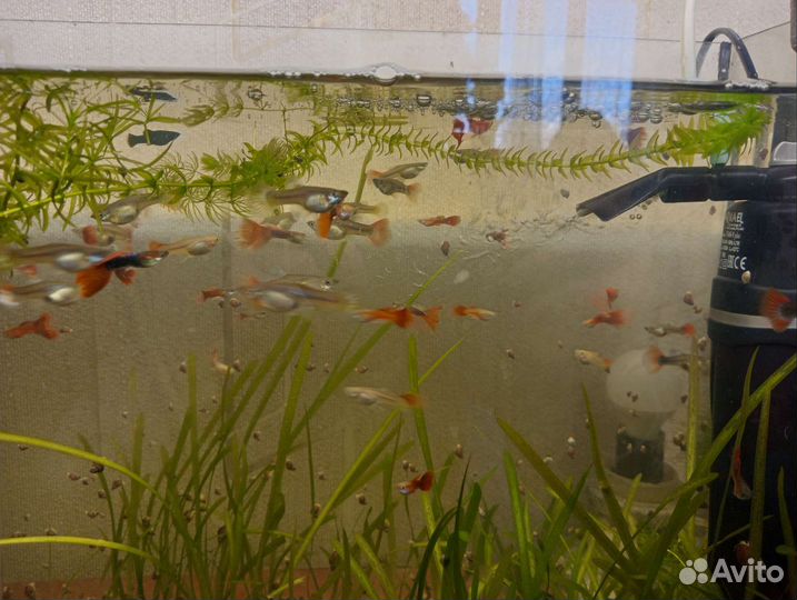 Рыбки Данио, гуппи