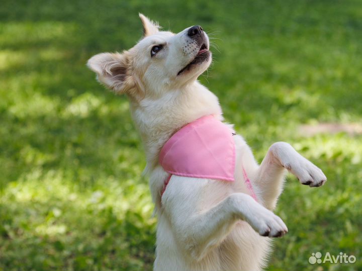 Невероятный щенок в добрые руки