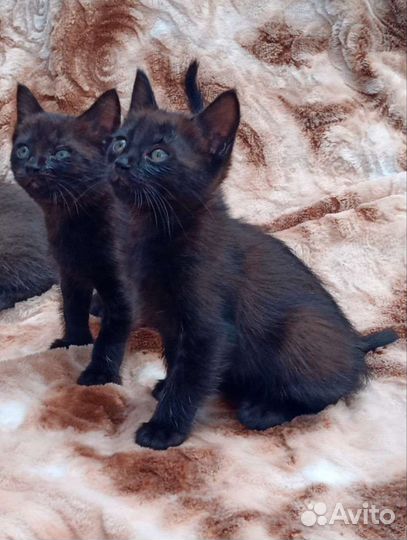 Котята домашние. Отдам котят в добрые руки