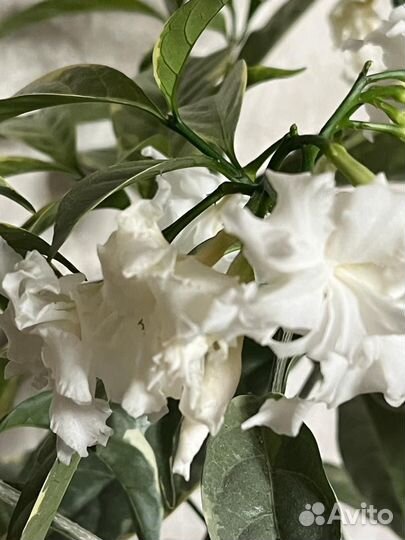 Табернемонтана White Rosa variegata