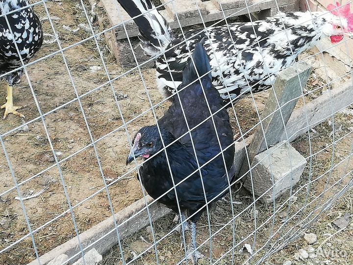 Семья 3+1 молодки на разноцветное яйцо