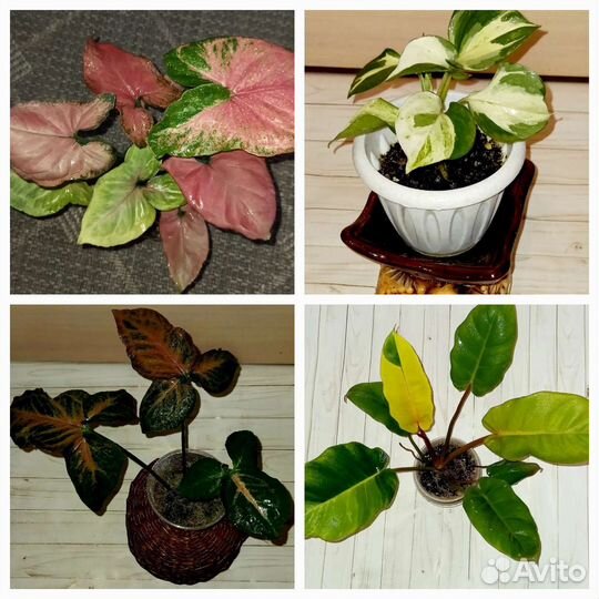 Коллекционные комнатные растения