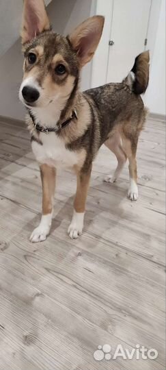 Замечательная собака в добрые руки