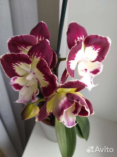 Орхидея фаленопсис