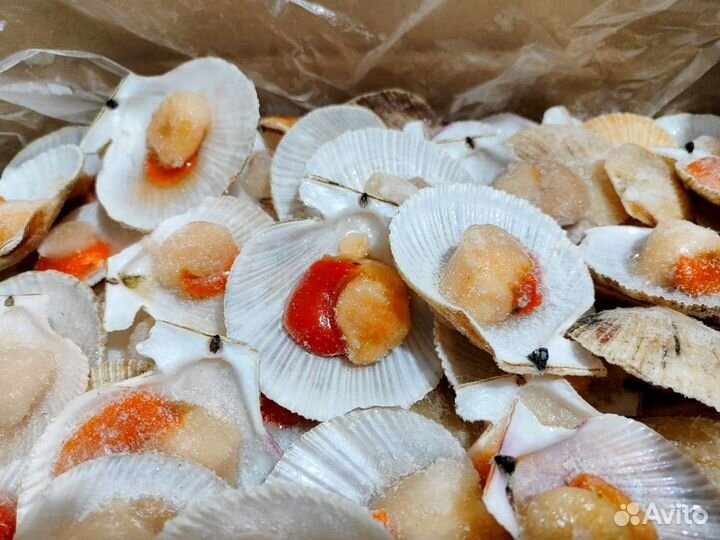 Гребешок на створке