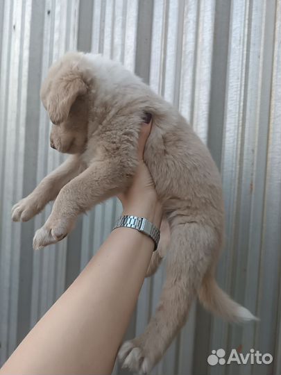 Щенки в добрые руки