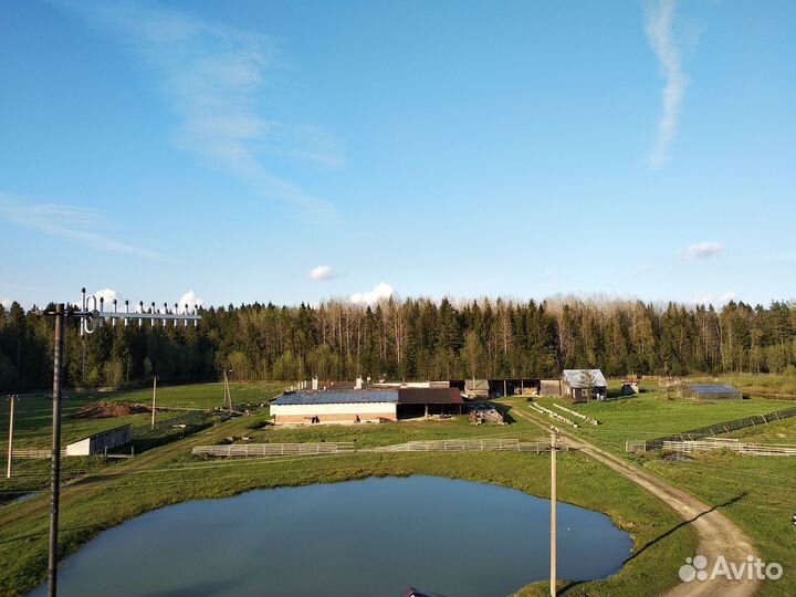 Поиск партнера по бизнесу (свиноводство)