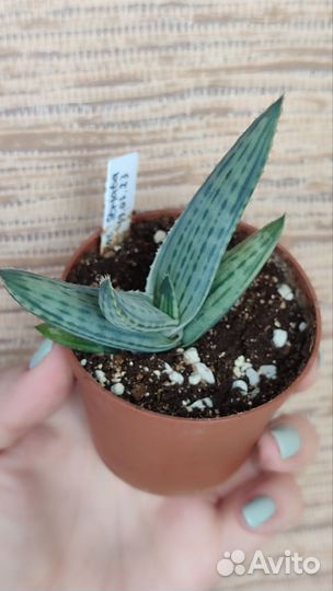 Agave, aloe