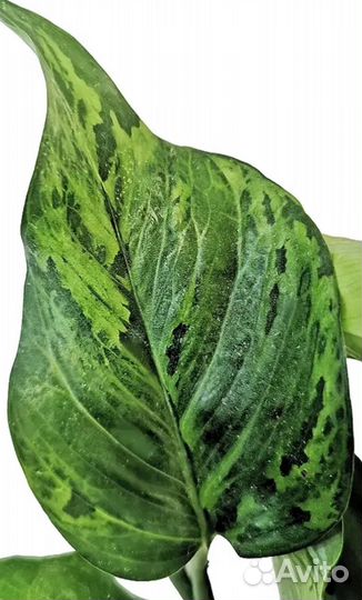 Сциндапсус Марбл Грин