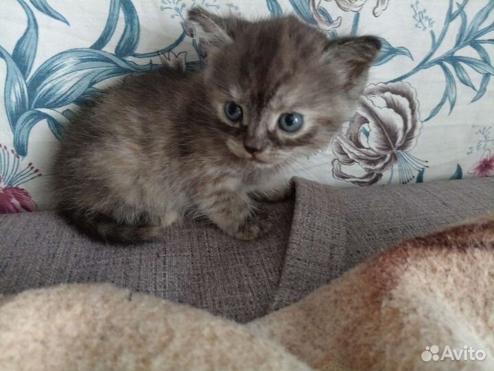 Котята в добрые руки бесплатно