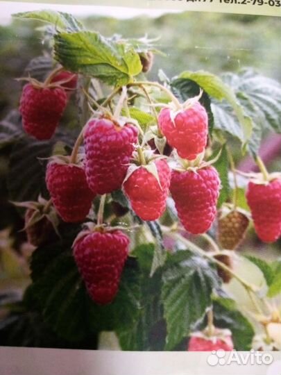 Саженцы ремонтантной малины