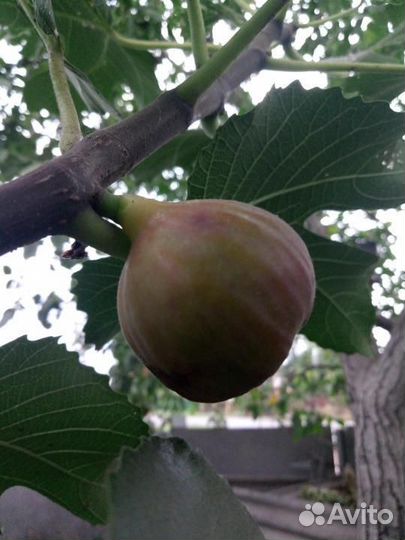 Инжир отросток от дерева