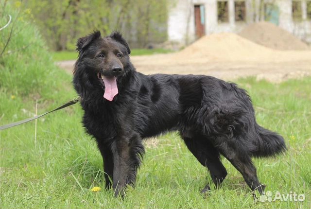 Отдам в добрые руки