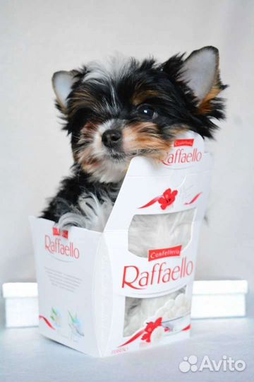 Вязка Бивера