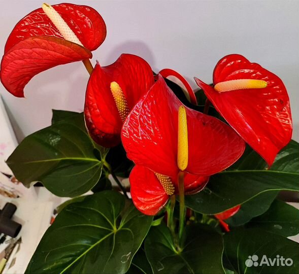 Антурим Андрэ Коро d21