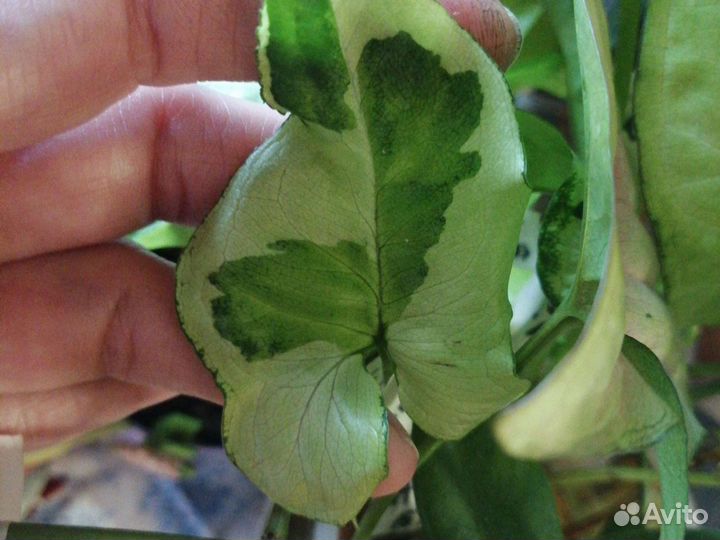 Сингониумы