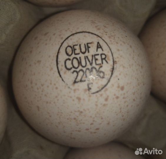 Инкубационное яйцо импорт из Европы и России