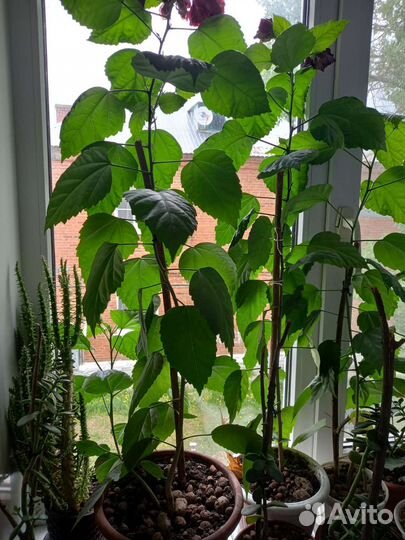 Комнатные цветы