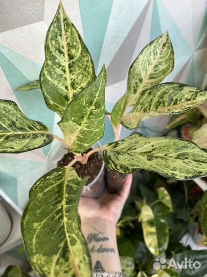 Аглаонема лаки арми мутейшен