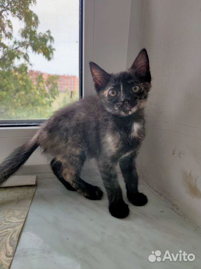 Кошечка в добрые руки