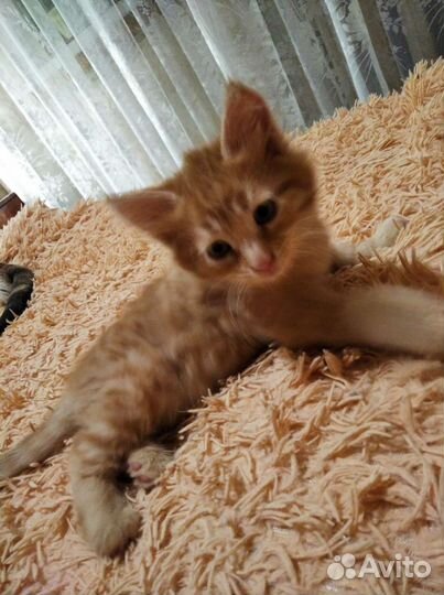 Котята в добрые руки приучены к лотку