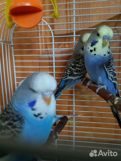 Попугаи Чехи,кареллы,неразлучник
