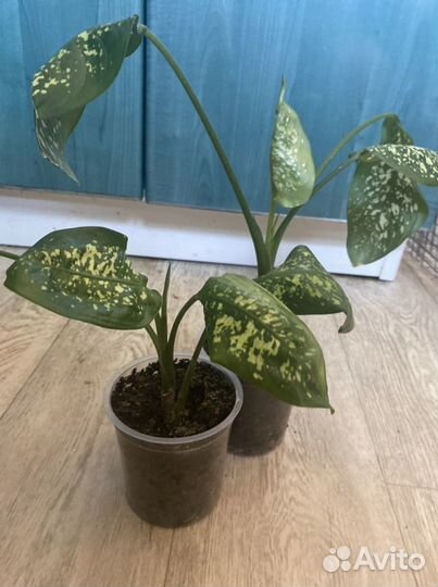 Диффенбахия