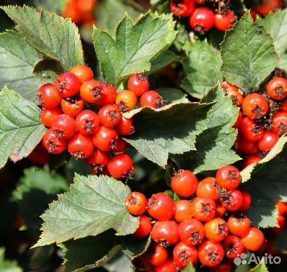 Саженцы Боярышник