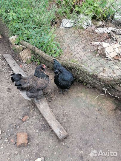 Инкубационное яйцо поместных кур