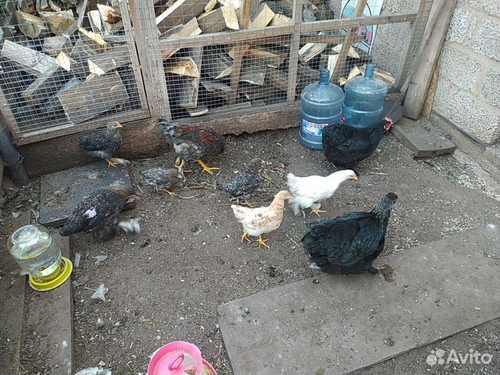 Продаются куры