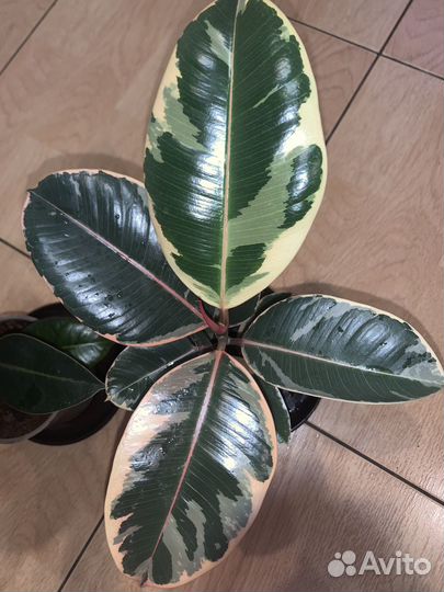 Фикус каучуконосный белиз