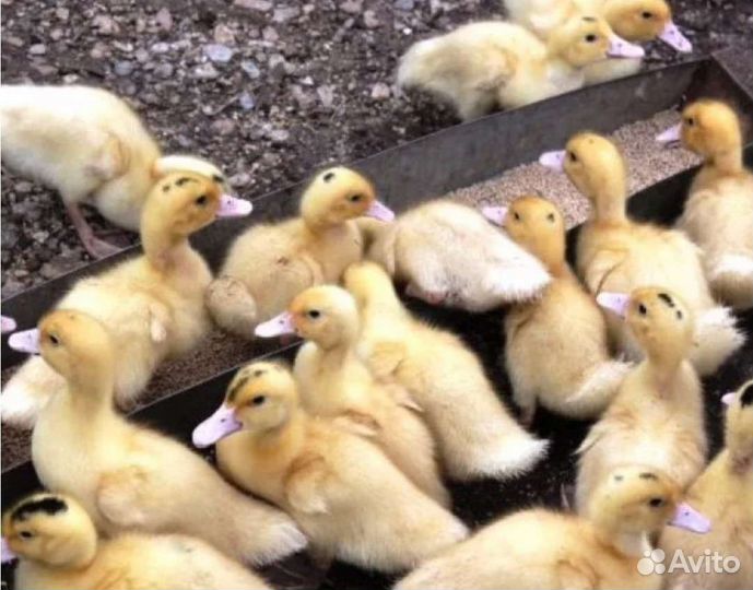 Утки,Мулард, Куры